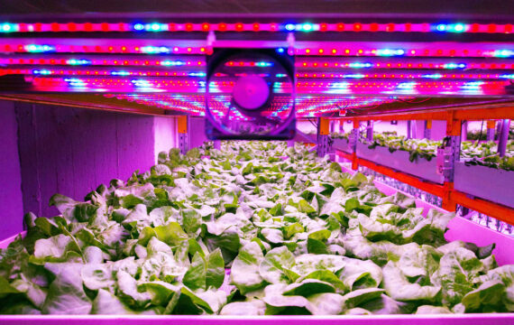 Vertical Agriculture Roadmap: From Concept to Profit