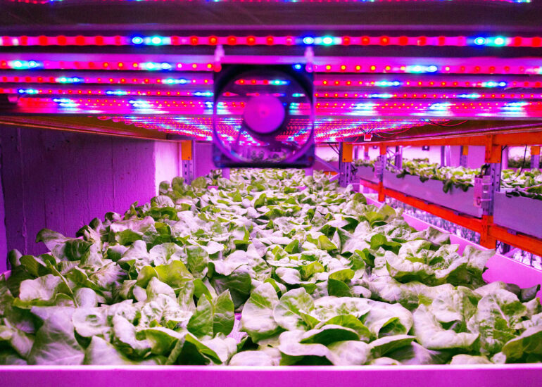 Vertical Agriculture Roadmap: From Concept to Profit