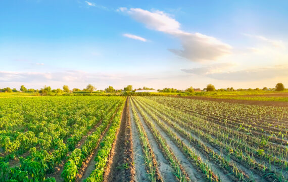 8 Applications of GIS in Agriculture for Predictability & Sustainable Growth