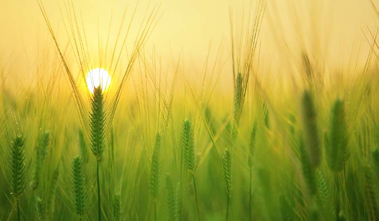 A picture of a wheat field.
