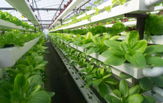 Intelligente Lösung für Beleuchtung und Überwachung vertikaler Farmen